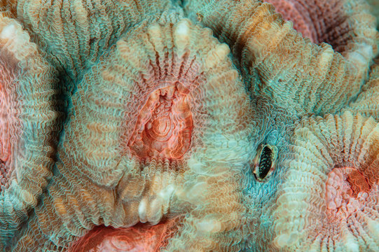 Coral polyps 3