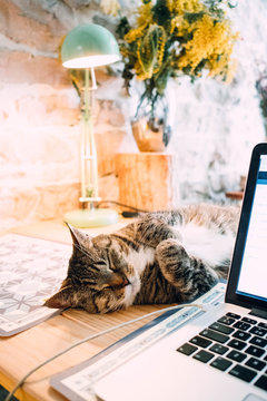 cat sleeping next to a laptop