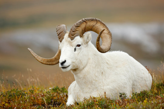 Dall Sheep