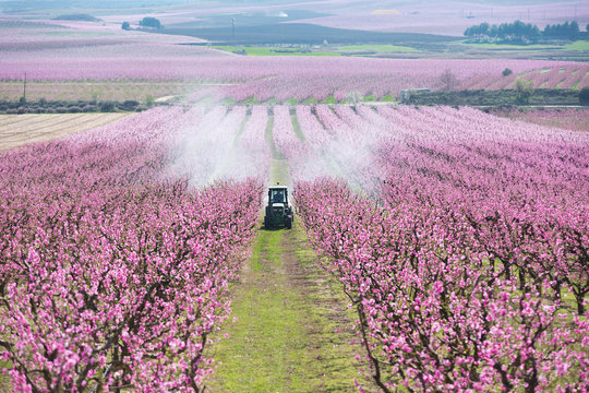 Tractor spraying a field in bloom with chemicals