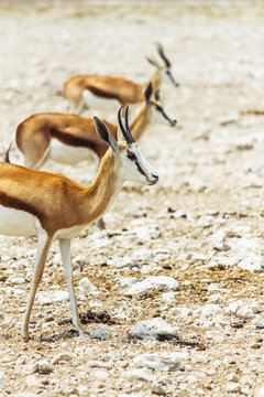 Three springbok aligned (Antidorcas marsupialis)