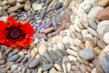 Dry creek in the garden of stones. grass and flowers grow along the stream bank. a beautiful solution for garden decoration. landscape design.