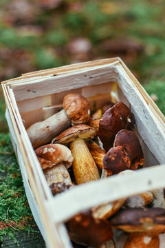 Wild edible mushrooms, Boletus badius and Boletus edulis (cep) in a basket