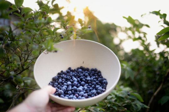 Hand holding a bowl of freshly picked blueberries in a blue berry bush at sunrise