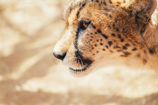 Cheetah Face Closeup Shot