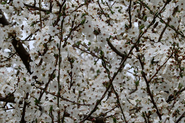beautiful pure white and fragrant fruit tree blossoms in spring