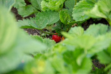 Strawberries grow in bushes. Red berry blushes in the garden. summer strawberry. Waiting for the harvest