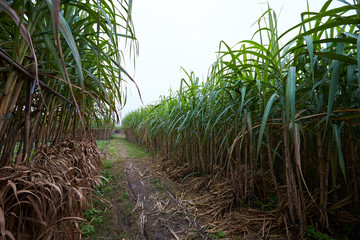sugarcane field