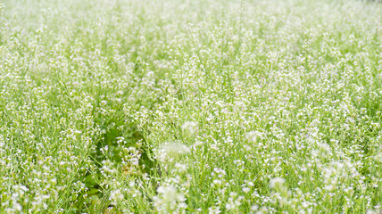 Beautiful white flower field, nature background