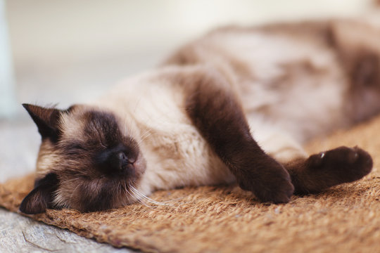 Lovely cat lays blissfully under sun on doormat