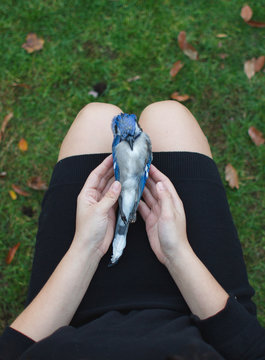 girl holding dead bluejay