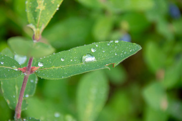 Honeysuckle harvest. Violet berry on the branches. Dew drops on honeysuckle leaves.