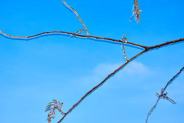Frozen in the ice twigs christmas tree (spruce, picea) branches against blue sky. Frozen tree branch in winter.
