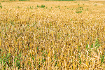 Field of ripe wheat. Photographed close up.