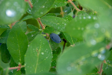 Honeysuckle harvest. Violet berry on the branches. Dew drops on honeysuckle leaves.
