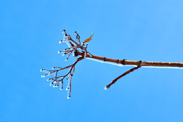 Frozen in the ice tree branches against blue sky. Frozen tree branch in winter.