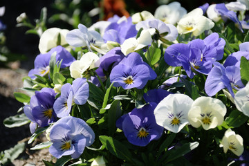 Pansy - Viola x wittrockiana. light purple  color.