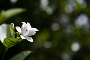  Canna Lily at home garden 