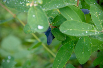 Honeysuckle harvest. Violet berry on the branches. Dew drops on honeysuckle leaves.