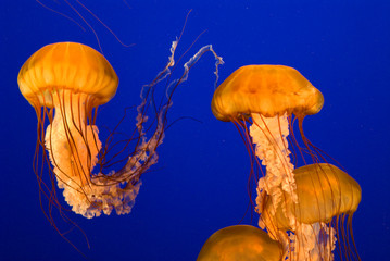 Luminescent Jellies