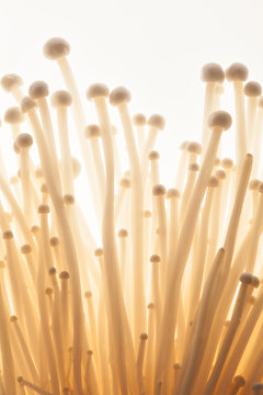 Enoki Mushrooms