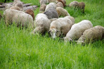 Lambs eat grass in the meadow. Lambs pasture. sheep in the countryside walk.