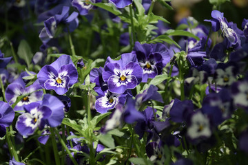 Pansy - Viola x wittrockiana. purple  color.