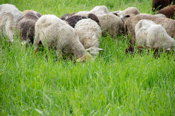 Obraz premium Lambs eat grass in the meadow. Lambs pasture. sheep in the countryside walk.