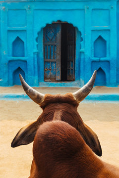Indian Cow Against Blue Wall