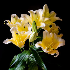 yellow lily  on black background