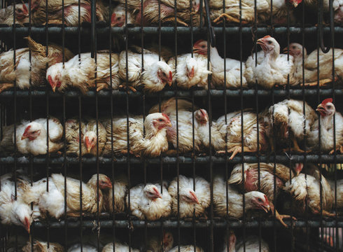 Chickens pattern