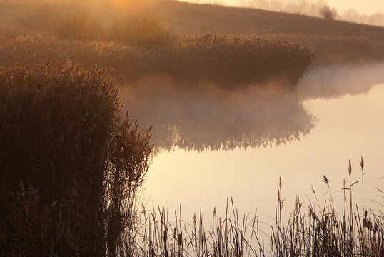 photograph of phragmites at sunrise along shorelines of a pond lake mist misty diffuse sunshine