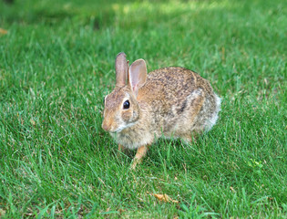 close up on wild rabbit on the lawn