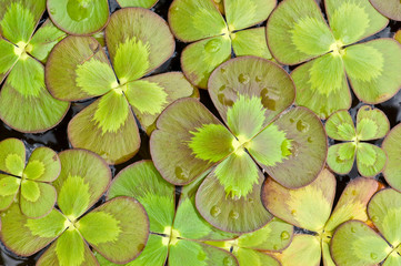Four-Leaf Clover Background