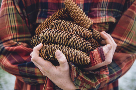 gathered pinecones in arms of boy wearing plaid jacked