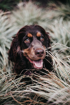 Cute cocker spaniel puppy hiding in the long grass