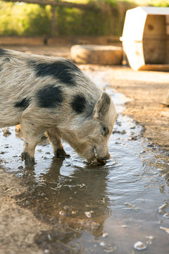 Pig in water
