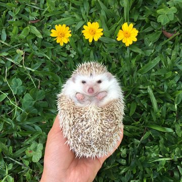 Cutest hedgehog with grassy green background and yellow daises