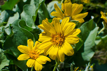 A few small yellow flowers growing along the trail side in the utah hills. 