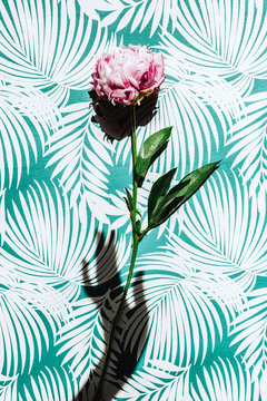 A hand shadow holding a peony