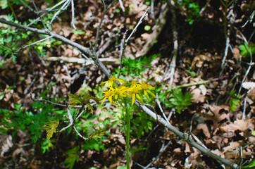 The little yellow flowers in the overgrown woodland area. 