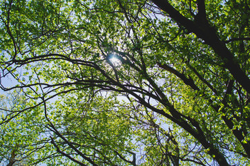 Looking up into the tree leaves and tree branches in the park land. 