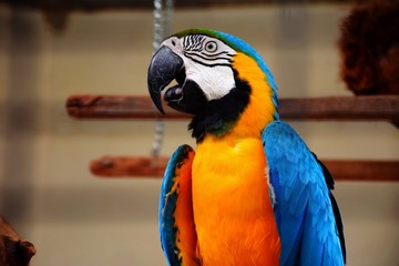 A macaw close up shot
