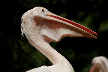 A lonely Great white pelican sitting - closeup shot