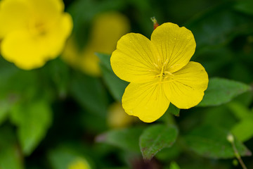 close up of yellow flower with rain drops in soft focus