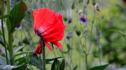 red flanders poppy blossom with soft background (Papaver rhoeas)