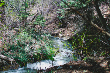 The fast flowing creek in the think overgrown forest area. 