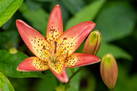 close up photo of tiger lily in soft focus
