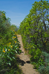 The long dirt foot path cutting through the flowers and tree. 