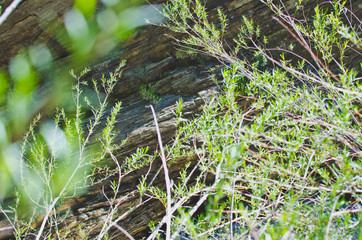 The thin branches of the plants growing up alongside the cliff edge. 